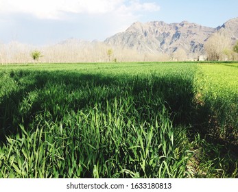 Mountain area with green fields 