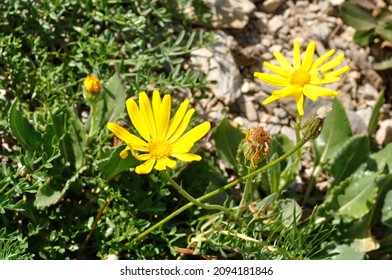 Mountain Arnica In The Alps