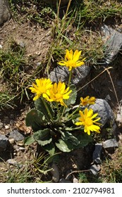 Mountain Arnica In The Alps