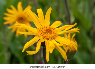 Mountain Arnica Flower