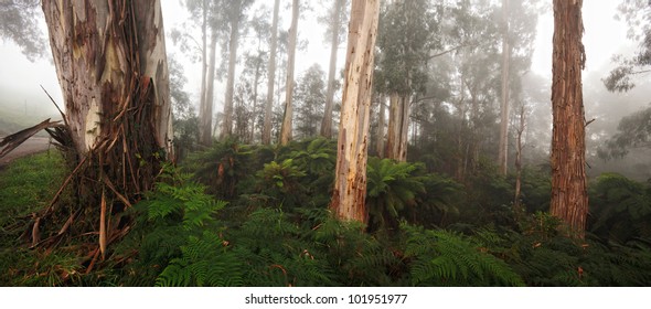 Mountain Ash In The Dandenong Ranges, Victoria