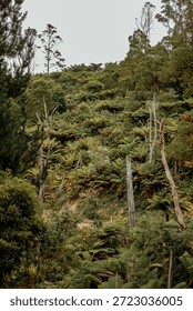 Mountain Ash Eucalyptus (Eucalyptus Regnans) surrounded by Rough Tree Ferns (Cyathea Australis) on the Morwell River, Boolarra South Gippsland