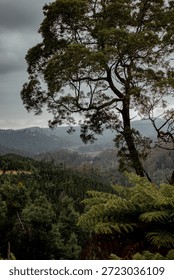 Mountain Ash Eucalyptus (Eucalyptus Regnans) surrounded by Rough Tree Ferns (Cyathea Australis) on the Morwell River, Boolarra South Gippsland