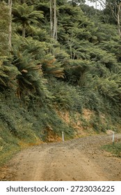 Mountain Ash Eucalyptus (Eucalyptus Regnans) surrounded by Rough Tree Ferns (Cyathea Australis) on the Morwell River, Boolarra South Gippsland 