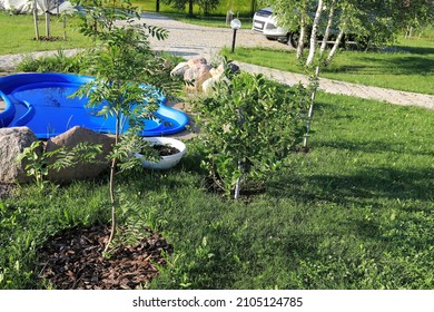 Mountain Ash Growing Near The Blue Pond