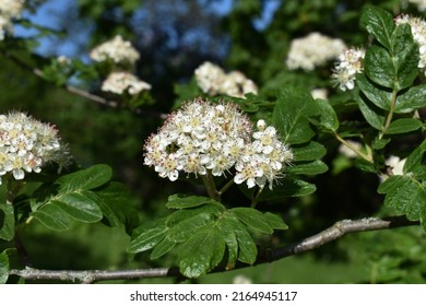 Mountain Ash Sorbus Bloom Beautiful Inflorescence Stock Photo ...