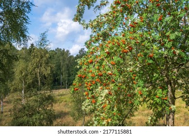 Mountain Ash Tree With Berries