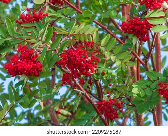 Mountain Ash Tree Bright Red Berries