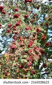 Mountain Ash Tree Covered In Bright Red Berries During Fall