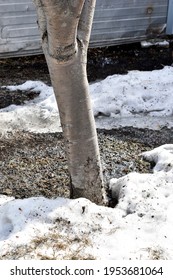 Mountain Ash Tree Trunk In Spring In Water And Ice