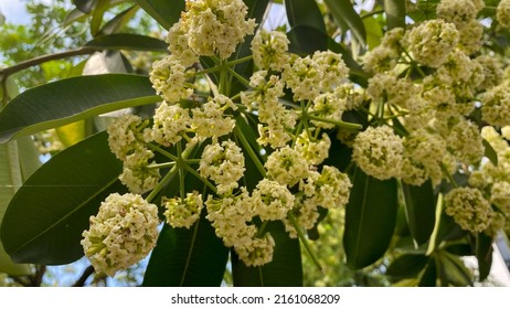 Mountain Ash Tree With White Flowers Against Blue Cloudy Sky