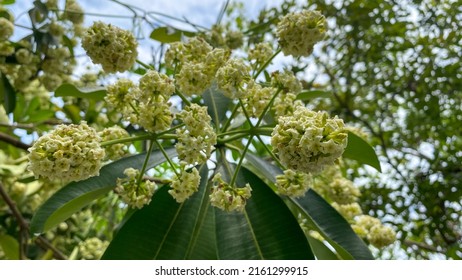 Mountain Ash Tree With White Flowers Against Blue Cloudy Sky