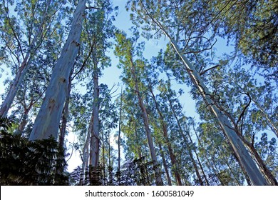 Mountain Ash Trees - Black Spur Narbethong