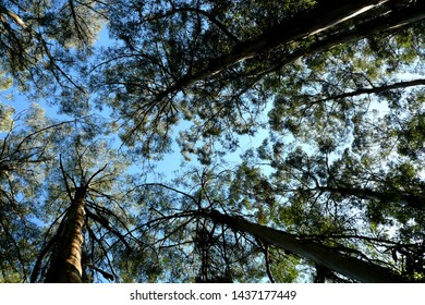 Mountain Ash Trees, Dandenong Range, Victoria, Australia