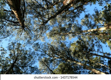 Mountain Ash Trees, Dandenong Range, Victoria, Australia