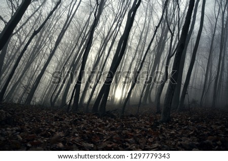 Similar – Image, Stock Photo Lost Forest Fog Tree