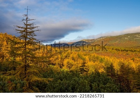 Mountain autumn landscape. View of the coniferous forest on the mountainside. Yellowed autumn larch trees and thickets of evergreen dwarf pine. Fall season. September. Beautiful northern nature.