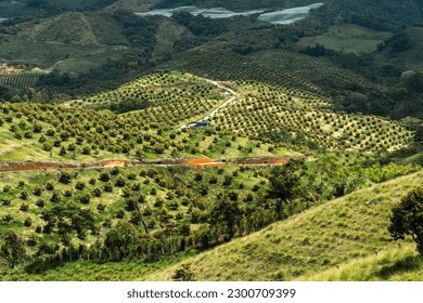 Montaña con plantaciones de aguacate y paisaje rural. Jerico, Antioquia, Colombia. 