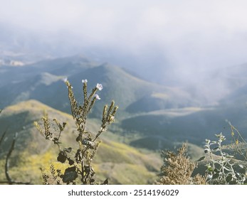 Mountain background with pink flowers