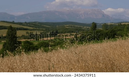 Mountain Barley Harvest scene picture 