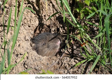 2,118 Moles holes Images, Stock Photos & Vectors | Shutterstock