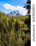 Mountain behind green trees in Chugach State Park on a bright, sunny spring day in Alaska near Thunderbird Falls. 