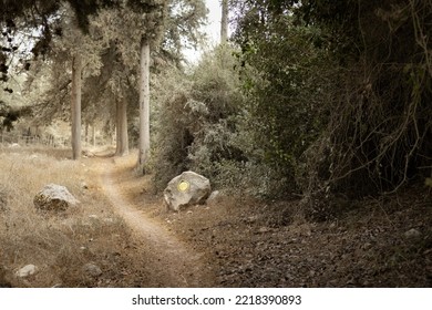 Mountain Bike Trail With A Direction Sign