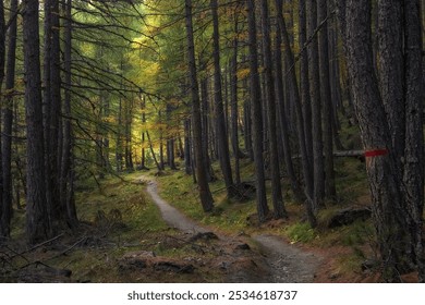 mountain bike trails with safe paths, and cool forests - Powered by Shutterstock