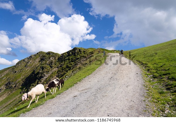 Mountain bikers push bikes to Hacklberg trail\
startin at the Schattberg West cable car station with sheep in\
foreground, Saalbach-Hinterglemm,\
Austria