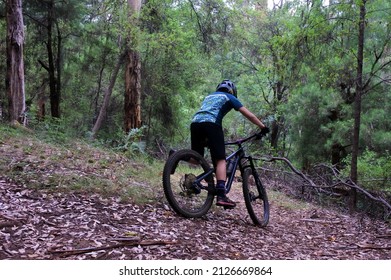 Mountain Biking Person Riding On Bike In Karri Forest Near Pemberton Western Australia.