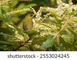 Mountain blackeye Zosterops emiliae also olive blackeye or simply black-eye, passerine bird in Zosteropidae endemic to the highest mountains of Borneo, feeds on insects, nectar and pollen on blossoms.