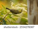 Mountain blackeye Zosterops emiliae also olive blackeye or simply black-eye, passerine bird in Zosteropidae endemic to the highest mountains of Borneo, feeds on insects, nectar and pollen on blossoms.