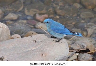 Mountain Blue Bird Eating Insect