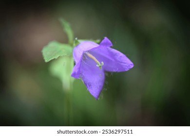 Mountain bluebell flower close up - Powered by Shutterstock