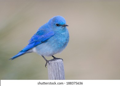 mountain bluebird hd