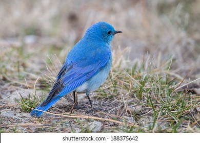 Mountain Bluebird