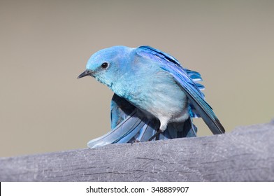 Mountain Bluebird