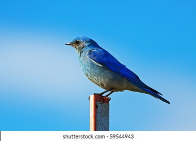 Mountain Bluebird