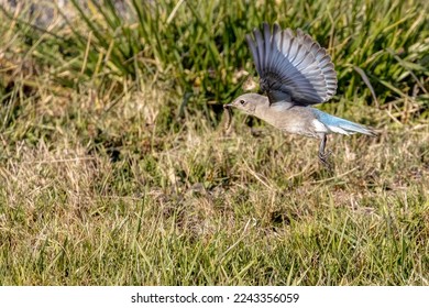 mountain bluebird catching a worm in grass