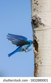 Mountain Bluebird Flying Into Nest