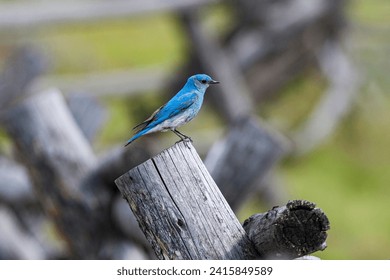  mountain bluebird in grand teton national park