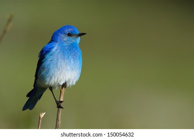 mountain bluebird hd