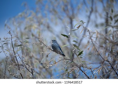 Mountain Bluebird In A Russian Olive Bush