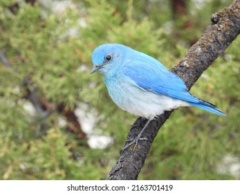 Mountain Bluebird (Sialia currucoides) during spring in Yellowstone National Park, USA. Mountain Bluebirds are bright migratory species found in mountainous regions of North America.