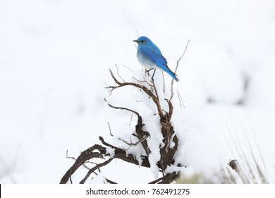 Mountain Bluebird In The Spring