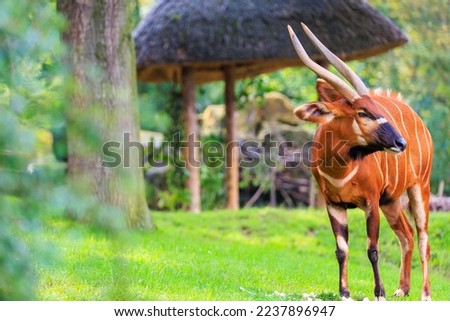 Mountain Bongo. Background with selective focus and copy space for text