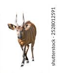 mountain bongo isolated on white background