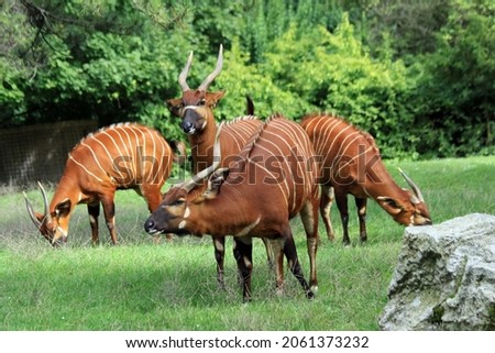 Mountain bongo (Tragelaphus eurycerus isaaci); female herd