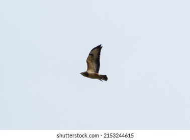 A Mountain Buzzard Bird Flying In A Blue Sky