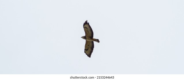 A Mountain Buzzard Bird Flying In A Blue Sky